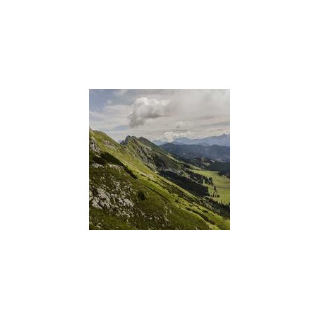 Google Nest WiFi Router